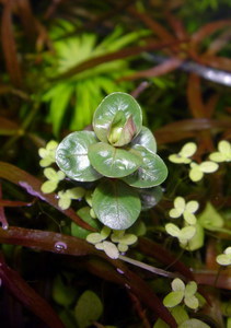 Rotala indica (сухая форма)