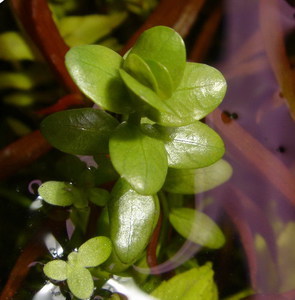 Rotala rotundifolia green (сухая)