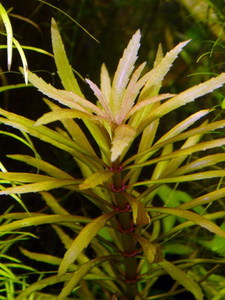 Limnophila aromatica