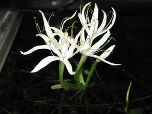 Цветение Crinum calamistratum