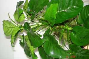 Anubias barteri