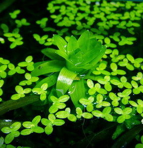 Tonina fluviatilis