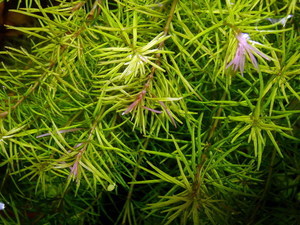 Rotala nanjenshan