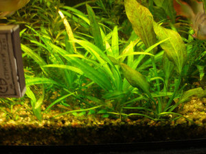 Echinodorus 'Ozelot Green' и Echinodorus angustifolius