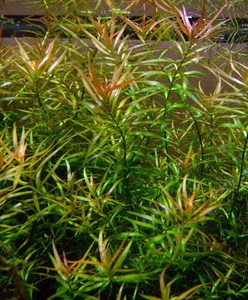 Ludwigia brevipes