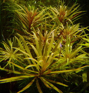 Limnophila aromaticodes