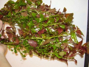 Ludwigia repens Forster