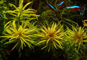 Limnophila aromaticodes