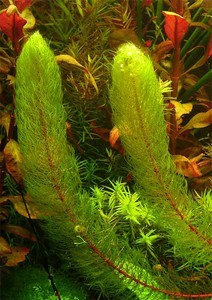 Myriophyllum sp