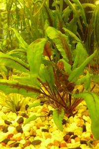 Cryptocoryne wendtii var. lutea