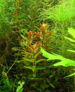 Rotala macrandra green