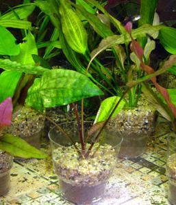 Криптокорина Понтедериифолиа cryptocoryne_pontederiifolia