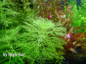 Limnophila aquatica