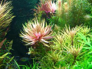 limnophila aromaticoides