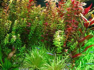 rotala macrandra