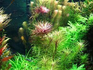 rotala wallichii