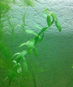 rotala sp2