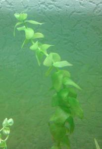 bacopa