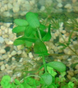 bacopa