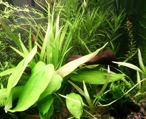 Echinodorus bolivianus