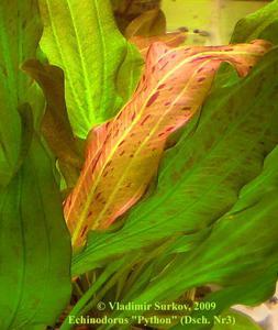 Молодой лист Echinodorus 