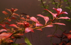 Ludwigia