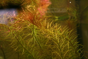 Rotala wallichii