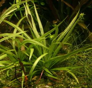 Echinodorus