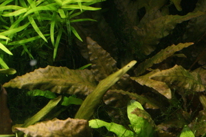 Cryptocoryne beckettii