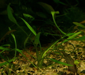 Cryptocoryne parva