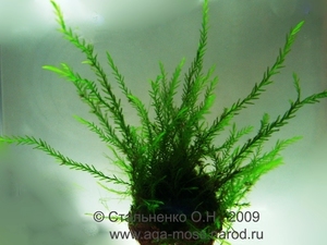 Gigant willow moss / Fontinalis antipyretica