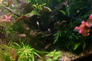 Cryptocoryne beckettii