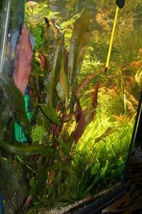 Cryptocoryne wendtii ''Brown''