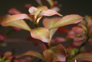 Ludwigia repens