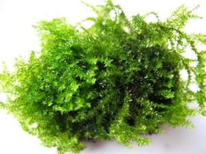 Peacock Moss / Taxiphyllum sp.