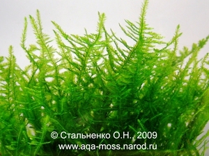 Anchor moss / Taxiphyllum sp.