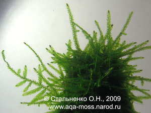 Wiror Moss / Fontinalis sp. 'japan'