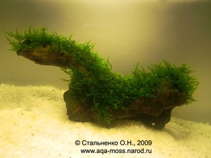 Anchor moss / Taxiphyllum sp.