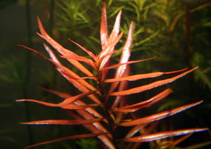 Ludwigia arcuata