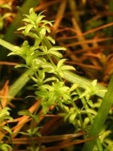 Hemianthus micranthemoides