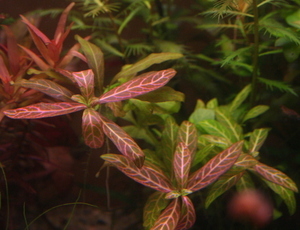 Hygrophila polysperma variegatus