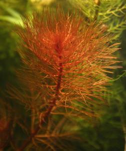 Myriophyllum red