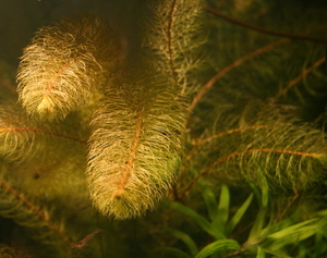 Myriophyllum green