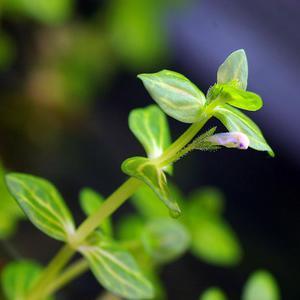 LINDERNIA ROTUNDIFOLIA