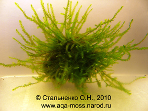 China moss / Vesicularia sp. sinensis «China»