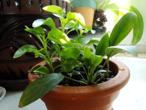 alternanthera ficoidea, anubias lanceolata