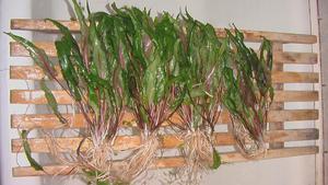 Cryptocoryne lutea, она же Криптокорина желтая, она же Криптокорина гамбургская