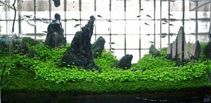 Hydrocotyle tripartita