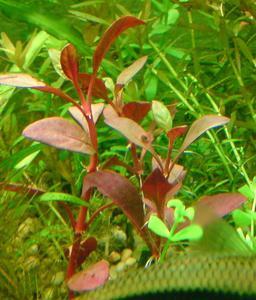 Alternanthera Round Red