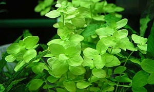 Bacopa australis